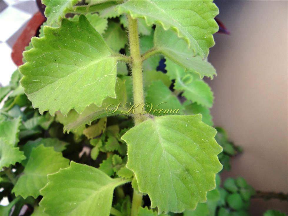  Leaves (Adaxial view)